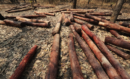 在刚果（金）加丹加省的森林里，大约100米左右就有一根成年的血檀树，经过砍伐、去皮堆集在一起准备让大卡车运走。