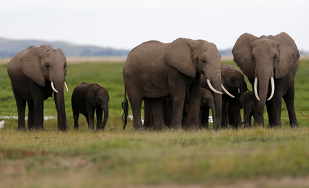 A family of elephants walk in Amboseli National Park, southeast of Kenya&#039;s capital Nairobi