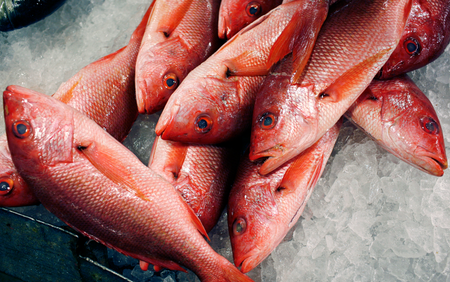Red snappers lay on ice for sale at JMS Seafood, a fish wholesaler in the New Fulton Fish Market in the Bronx section of New York City June 21, 2010.