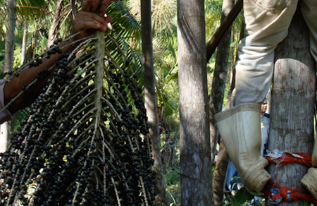 A branch of açai berries is harvested in the Brazilian Amazon.