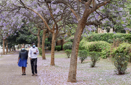 A man and woman wear face masks as they walk past Jacaranda trees covered in Nairobi in October 2020.