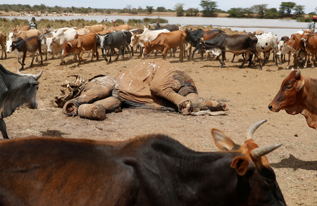 Cows belonging to Samburu tribesmen walk around the carcass of an elephant killed by armed cattle herders in Mugui Conservancy, Kenya February 11, 2017.