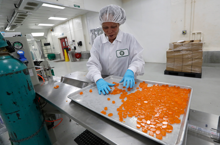 A worker at Evergreen Herbal in Washington state sorts cannabis-infused mango candies.