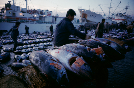 Tuna fish are landed from boats at the Tsukiji market in Tokyo, Japan, in this handout photo taken December 8, 1988 and released by Tokyo Metropolitan Government Office. Mandatory Credit Tokyo Metropolitan Government/Handout via REUTERS SEARCH &quot;TSUKIJI CLOSES&quot; FOR THIS STORY. SEARCH &quot;WIDER IMAGE&quot; FOR ALL STORIES. ATTENTION EDITORS - THIS IMAGE WAS PROVIDED BY A THIRD PARTY. MANDATORY CREDIT. NO SALES. NO ARCHIVES. - RC192CF89AB0