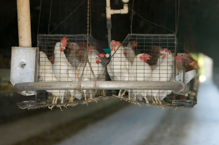hens are lifted in cages at an egg farm in San Diego County