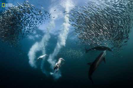 2016 National Geographic Nature Photographer of the Year