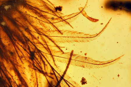 A 99-million-year-old piece of amber definitively proves that dinosaurs ...