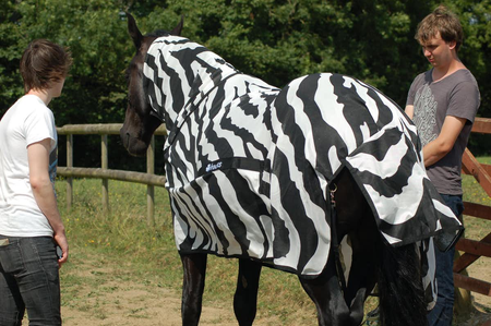 Horse wearing zebra coat