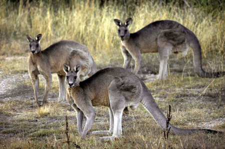 ** FILE ** In this March 15, 2008 file photo, kangaroos are seen at the Belconnen Naval Transmission Station near Canberra, Australia. They bounce across the roof of Parliament House. They collide with cars. They come in through the bedroom window. Canberra, Australia&#039;s capital, has a problem _ too many kangaroos. (AP Photo/Mark Graham, File)