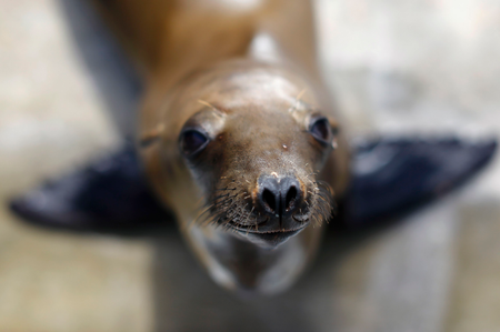 Warming oceans have flooded California with starving sea lion pups — Quartz