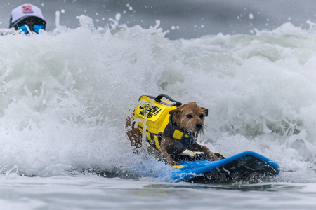 A dog in a bright yellow life jacket is surfing on a blue board in the ocean. 