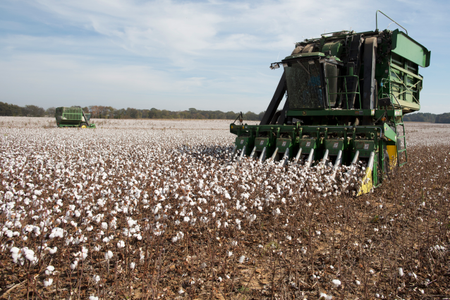 Cotton planted by farmer Lawrence Smith is harvested in Florence, Alabama October 23, 2015. Lawrence Smith is a second generation cotton farmer and his son Ryan works with him on the harvest. REUTERS/Brian Snyder - RTS7V1X