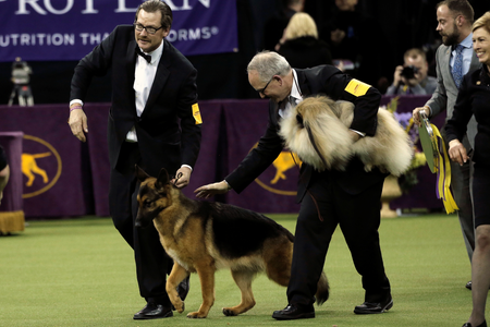 Rumor, a German shepherd, and his Handler Kent Boyles celebrate after winning Best In Show at the 141st Westminster Kennel Club Dog Show during the final judging at Madison Square Garden on Feb. 14.