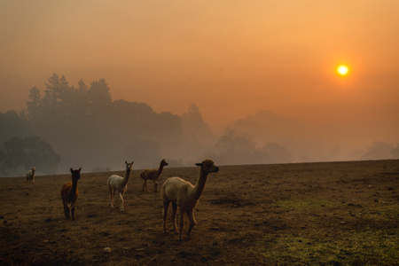 Smoke from a wildfire called the Kincade Fire hangs over Healdsburg as farm animals graze in a pasture on Oct. 28.