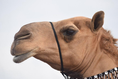 Camel beauty pageants