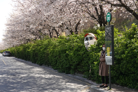 A woman wearing a mask waits for a bus under cherry blossom trees at a stop in Seoul on April 8.