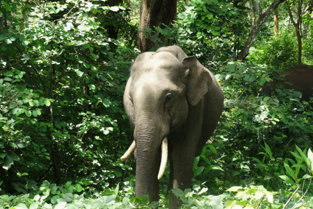 An elephant in the forest