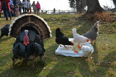 a turkey at the Thanksgiving for the Turkeys event at Poplat Springs Animal Sanctuary