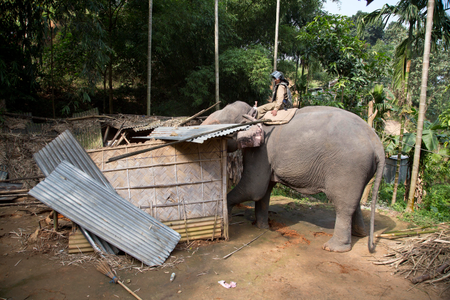 India Elephant Evictors