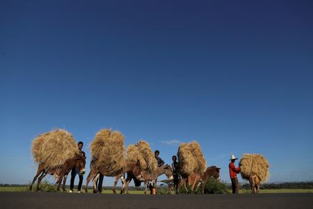 Farmers transport teff from their farm in the town of Woliso, Oromia region, Ethiopia, October 22, 2018.
