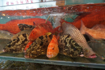 Reef fish found in Hong Kong.