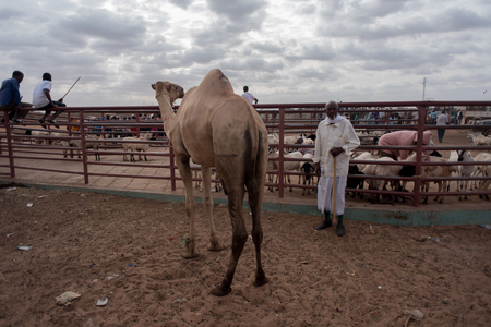 A man and a camel stand in the livestock market in Burao town, the largest animal market in Somaliland.