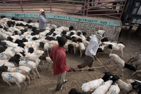 Herders corral blackhead sheep in the livestock market in Hargeisa, the capital of Somaliland.