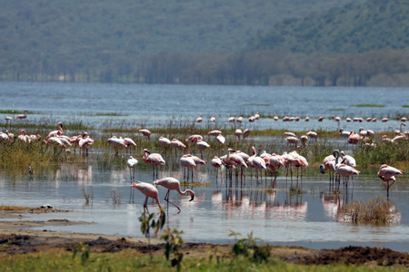Flamingos crowd together in Lake Nakuru, Kenya, Aug. 27, 2020