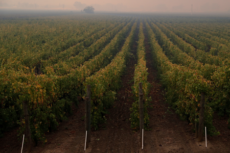 Rows of vines are seen under a smoke-filled sky.