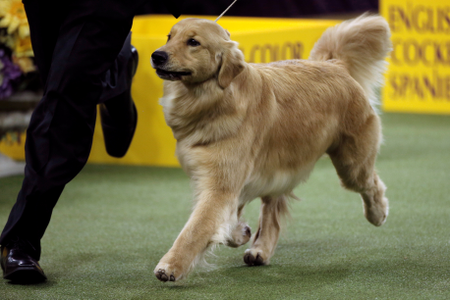 Westminster Dog Show Best in Show