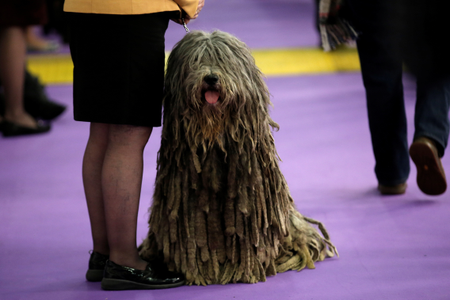 Westminster Dog Show Best in Show