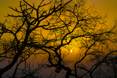 The Trapped Sun by Sankha Chakraborty