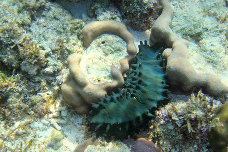The Lakshadweep administration has created the world’s first conservation area for sea cucumbers known as Dr. KK Mohammed Koya Sea Cucumber Conservation Reserve.