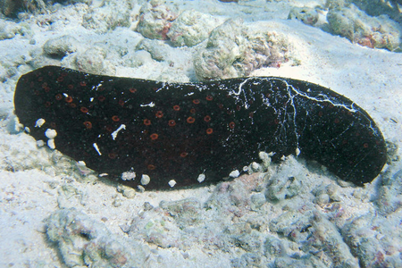 Sea cucumbers from Lakshadweep are smuggled for food and traditional medicine in China and some parts of southeast Asia.