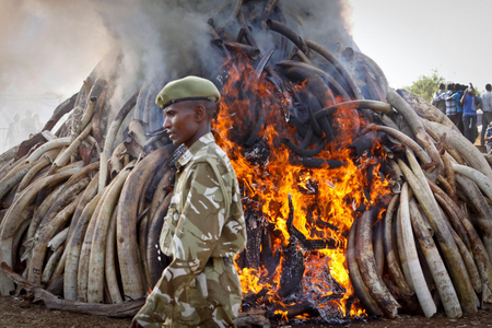 Ivory burning of 15 tons of elephant tusks in Kenya