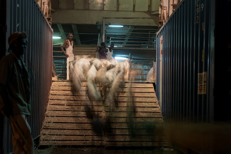 Sheep are herded onto a ship in the Berbera port.