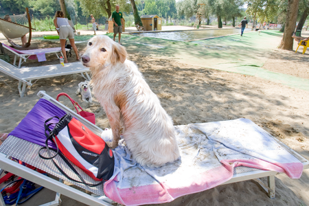 A dog sits on a sun chair at a beach for dogs on the Tiber river in Rome.