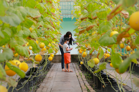 Melon Garden, a woman and boy visiting a greenhouse inspecting the crop.