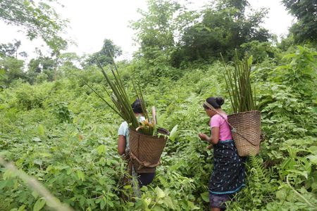 India-tribals-farming-Assam