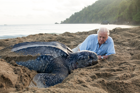 Picture shows: The leatherback turtle. Weighing over half a ton, it is largest turtle on the planet but globally, its numbers have fallen catastrophically. Sir David Attenborough travels to Trinidad to meet a remarkable community that are trying to save these iconic giants.