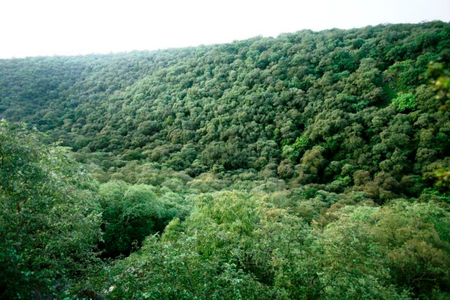 Mangar Bani, a sacred grove at the boundary of Gurugram and Faridabad district. It is the best-preserved native climax forest in Haryana’s Aravallis.