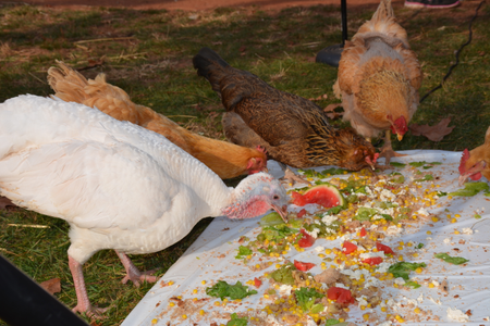 a turkey and chickens feast at the Thanksgiving for the Turkeys event at Poplat Springs Animal Sanctuary