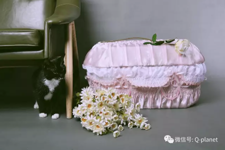 The coffin for pets designed by Beijing-based Q Planet.