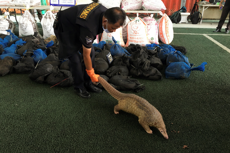 A pangolin walks during a news conference after Thai customs confiscated 136 live pangolins, in Bangkok, Thailand August 31, 2017. REUTERS/Prapan Chankaew - RC1C17BFC100