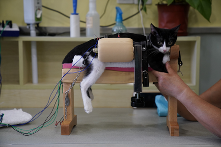 A cat receives treatment at Shanghai TCM (Traditional Chinese Medicine) Neurology and Acupuncture Animal Health Center, which specialises in acupuncture and moxibustion treatment for animals, in Shanghai, China, August 9, 2017. REUTERS/Aly Song SEARCH &quot;ACUPUNCTURE&quot; FOR THIS STORY. SEARCH &quot;WIDER IMAGE&quot; FOR ALL STORIES. - RTS1COLS