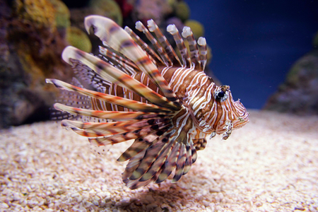 invasive-lionfish