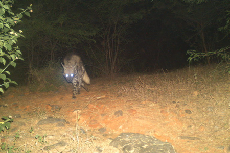 Camera trap image of a striped hyena in the Haryana Aravallis.