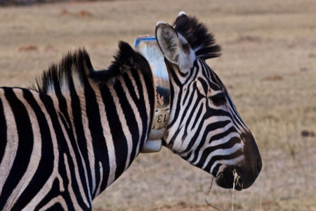 Rhino poaching: IBM’s Watson, MTN cellular network, Wageningen University research and zebras used to prevent illegal poaching at Welgevonden Game Reserve