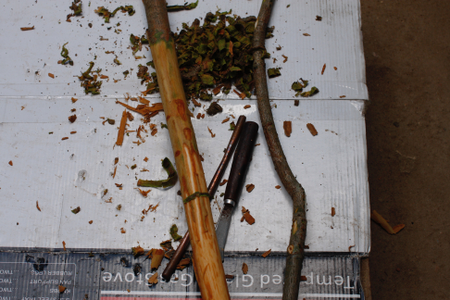 A shaved branch of the cinnamon plant, with the steel knife used to cut the quills that will form the dried spice.