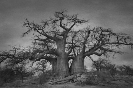 Baobabs of Kubu Island 3-beth-moon-ancient-trees